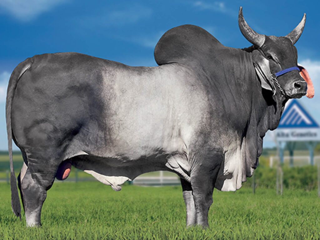 Guzerat Cattle