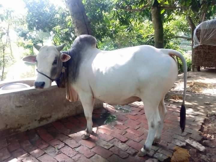 North Bengal Grey (NBG) cattle