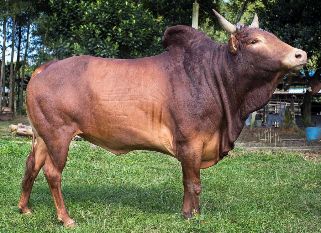 Red Chittagong Cattle (RCC)