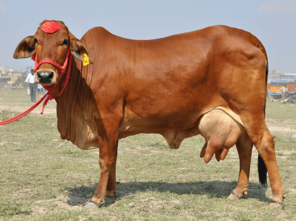 Sahiwal Cow