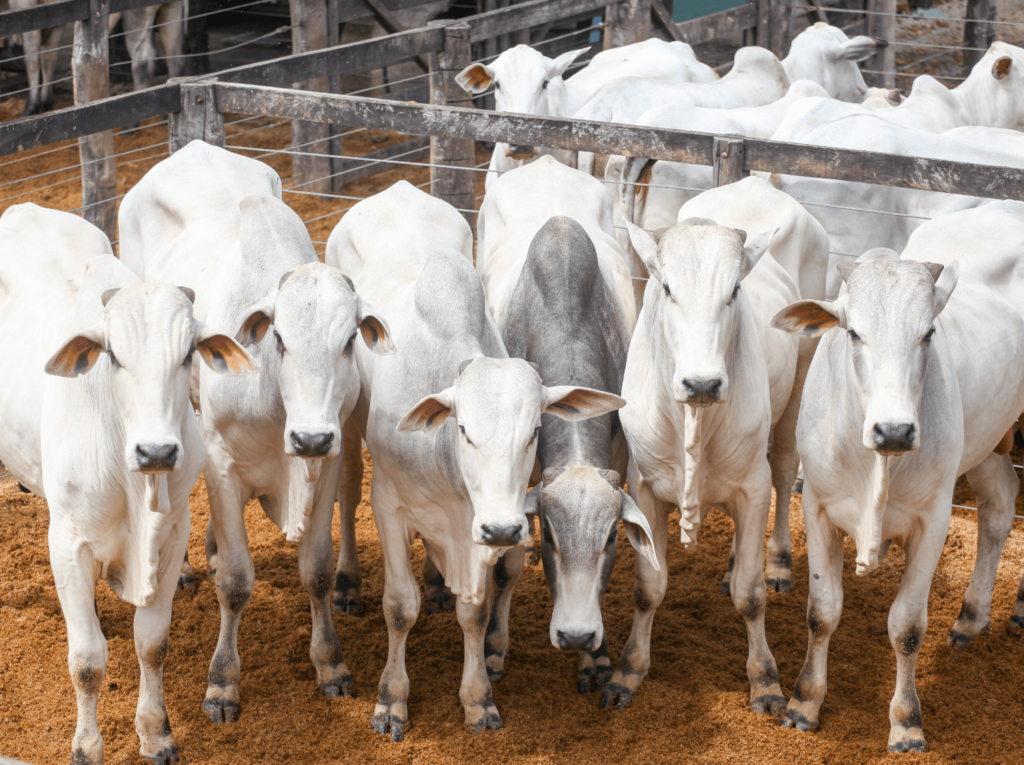 Zebu Cattle Breeds in Bangladesh