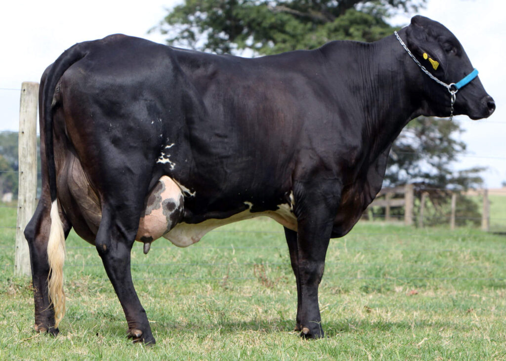 dairy crossbred cattle "Girolando"