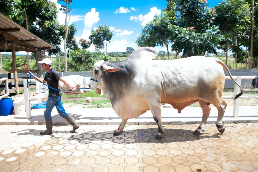 Nellore cattle