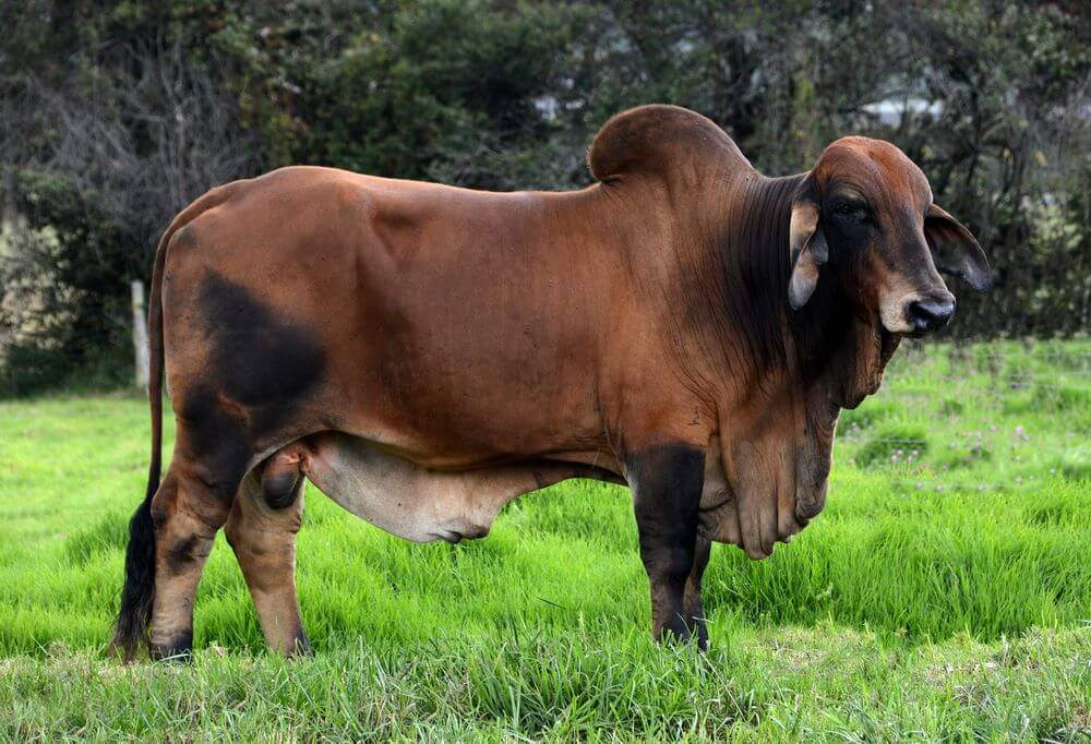 Brahman Cattle in Bangladesh