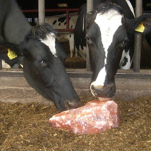 Nutrient Requirements of Cattle