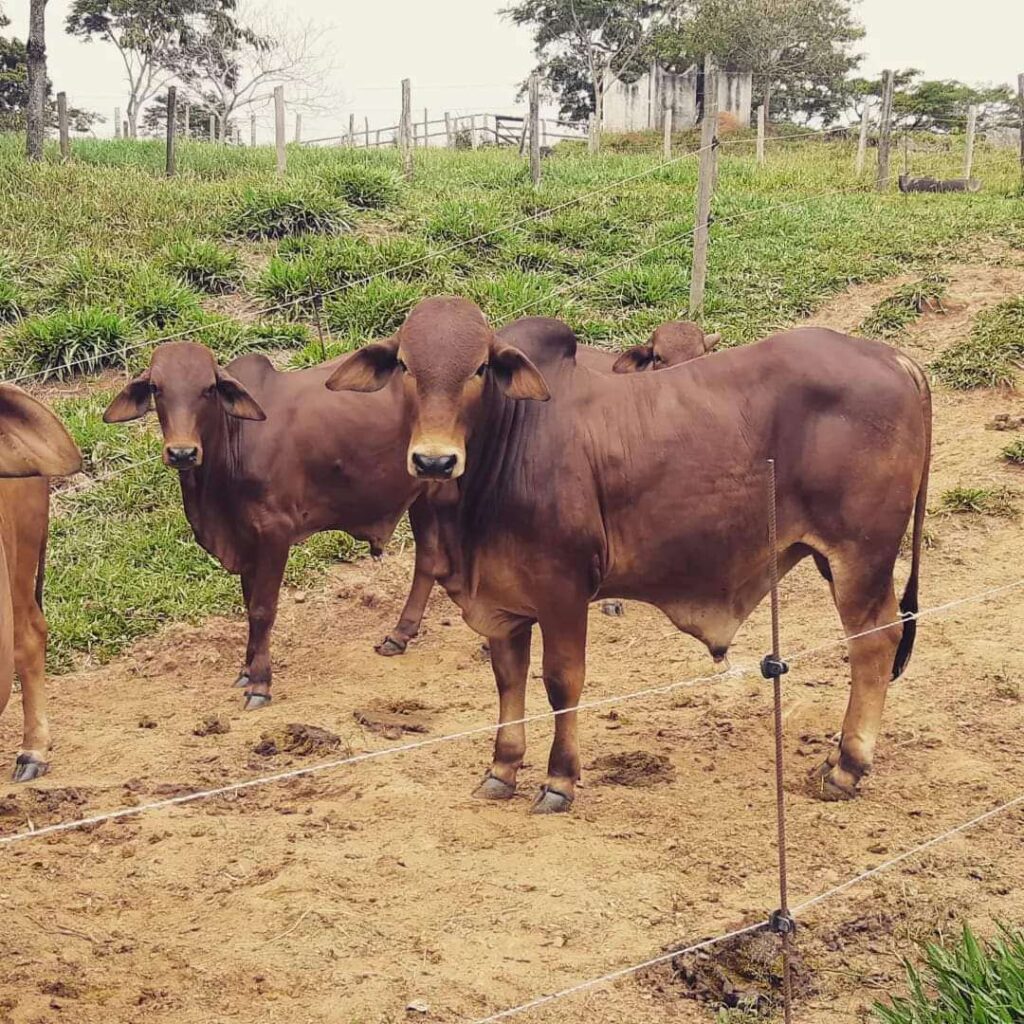 cattle breeds selection for fattening