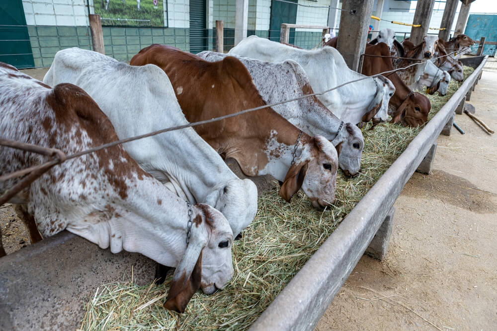 fattening bulls in feedlot conditions in hot climates