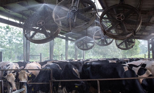 dairy crossbred cattle heat stress