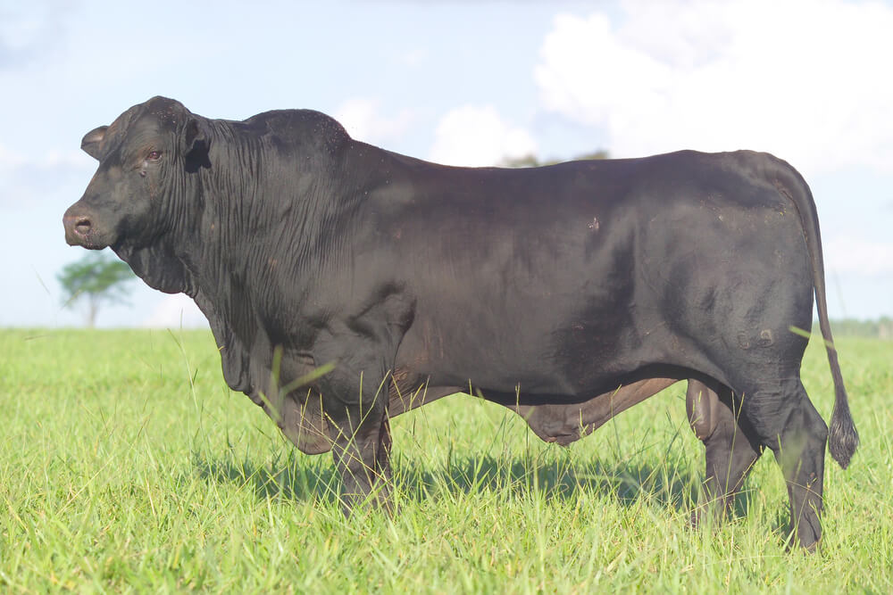 Brangus Beef crossbred cattle for cattle fattening