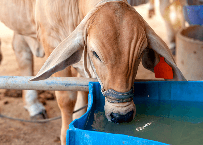 Water Requirements of Cattle