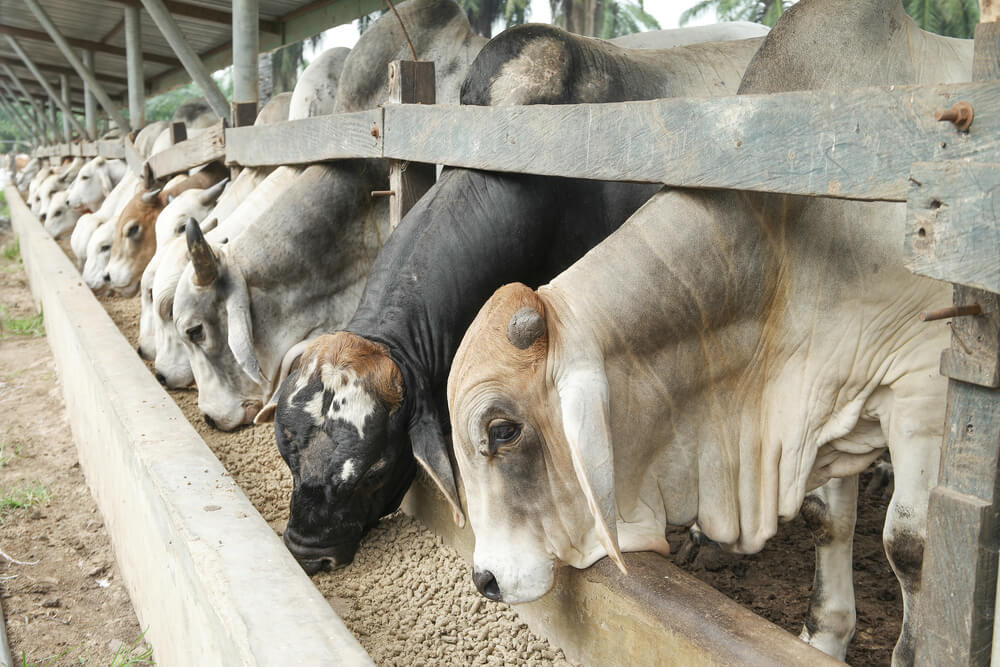 ষাঁড় গরু মোটাতাজা করার রেশন তৈরি