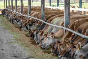 About FarmSeba Feed Formulation Software for Cattle