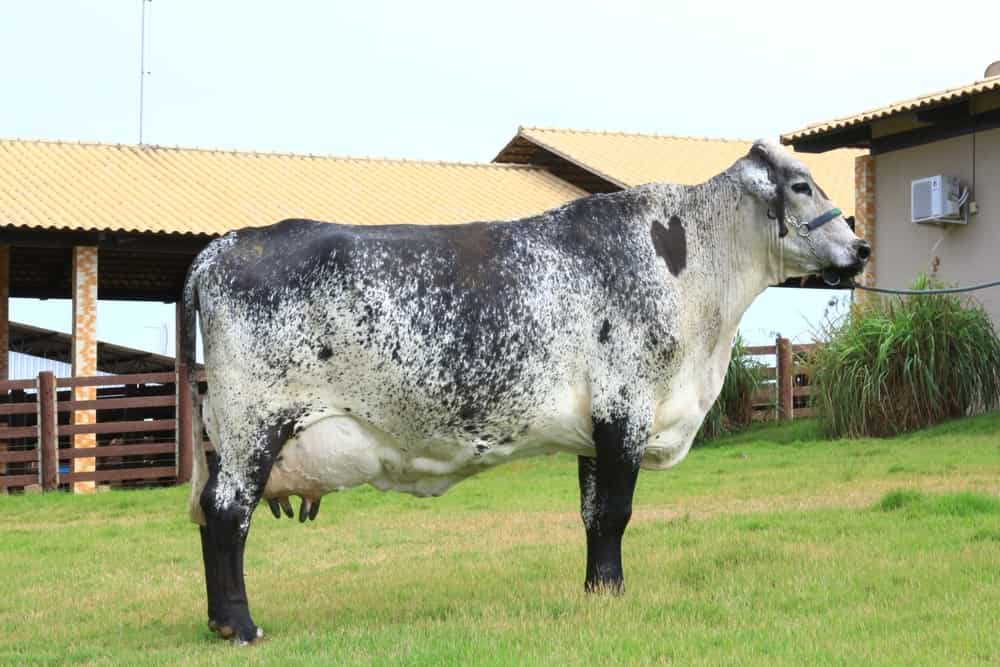 ৩০ কেজি দুধের গাভীর ফিড ফর্মুলেশন